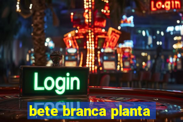 bete branca planta